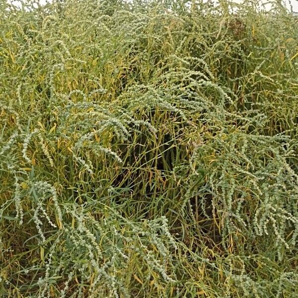 Atriplex littoralis Fuelha