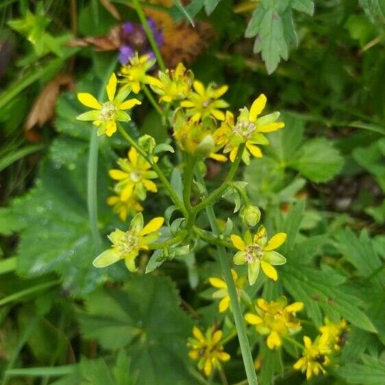 Saxifraga aizoides Цвят