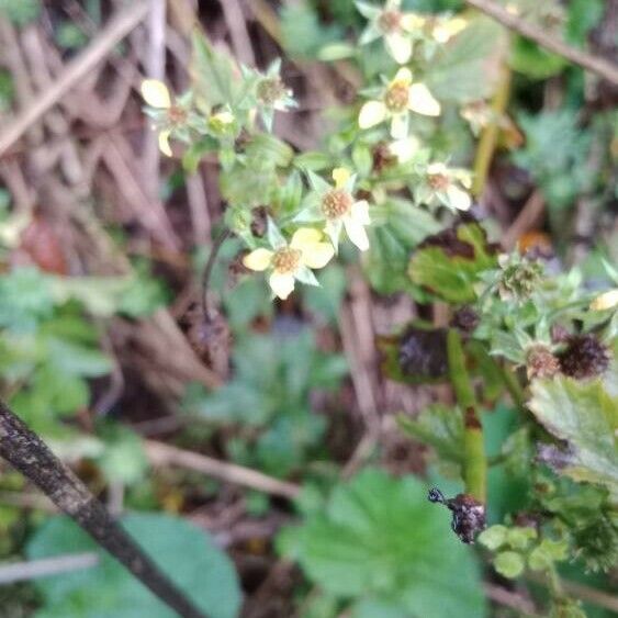 Geum macrophyllum Цвят