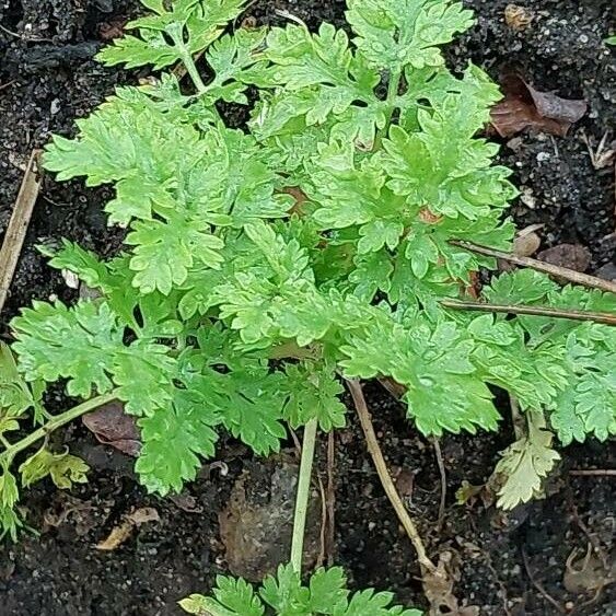 Anthriscus cerefolium Blatt