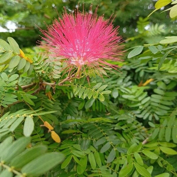 Calliandra surinamensis Kukka