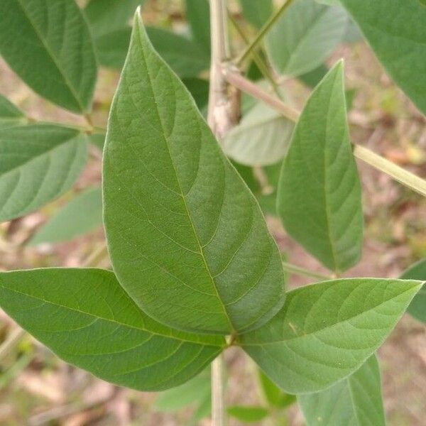 Cajanus cajan Leaf