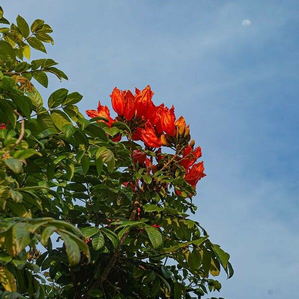 Spathodea campanulata Flower