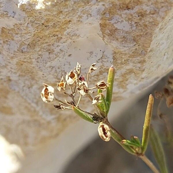 Galium setaceum Flower