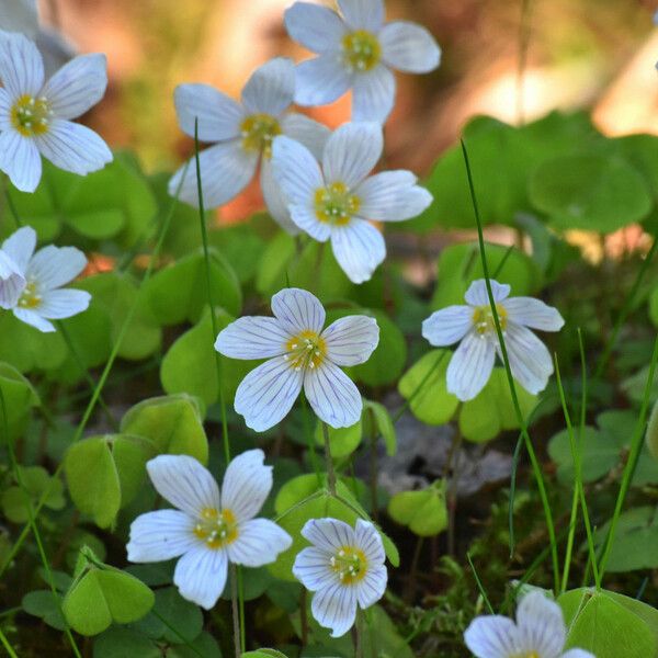 Oxalis montana Blomst