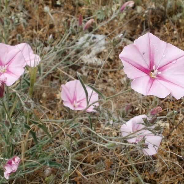 Convolvulus cantabrica Fiore