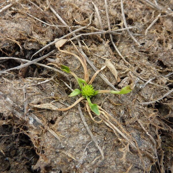 Ranunculus lateriflorus Celota