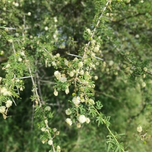 Vachellia etbaica Fiore