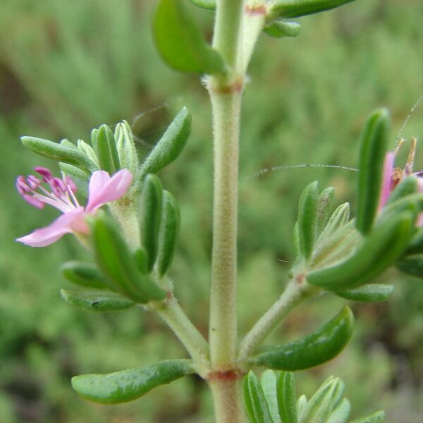 Batis maritima 花