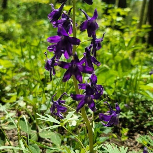 Delphinium tricorne ফুল