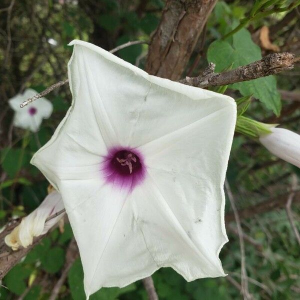 Ipomoea pandurata Blüte