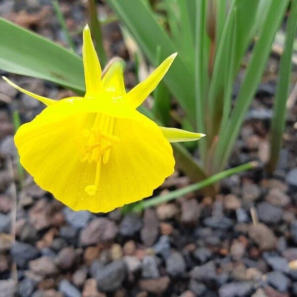 Narcissus bulbocodium 花