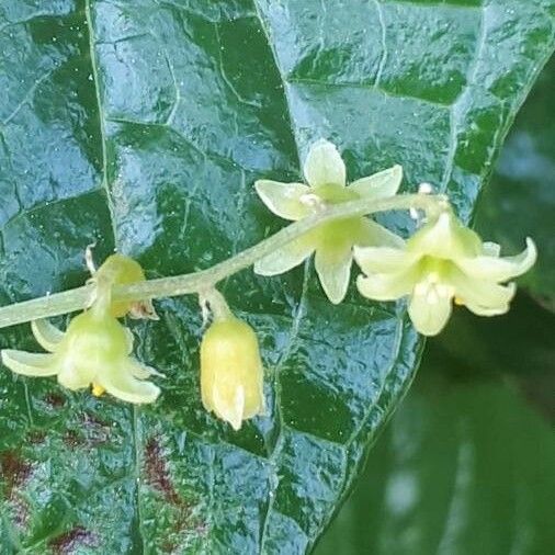 Dioscorea communis Flower