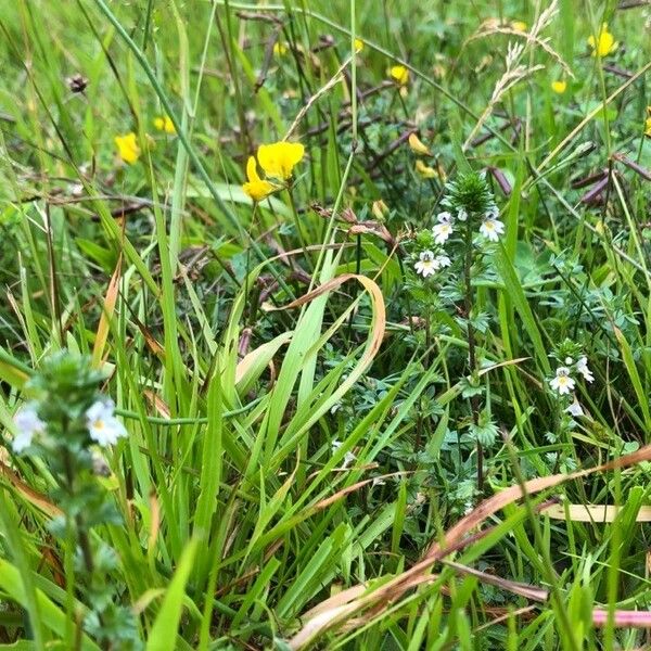 Euphrasia nemorosa Habit