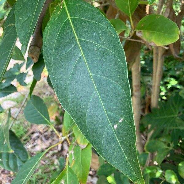 Citharexylum spinosum Levél