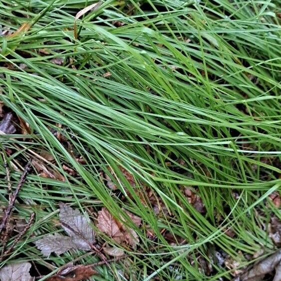 Carex brizoides Liść