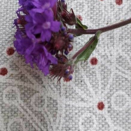 Verbena rigida Цвят