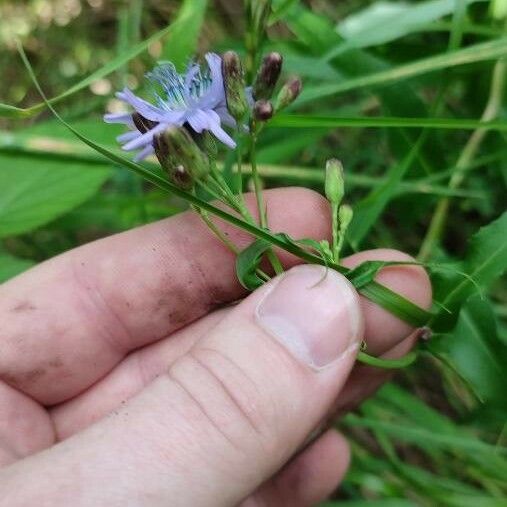 Lactuca sibirica 花