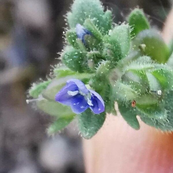 Veronica arvensis Fleur