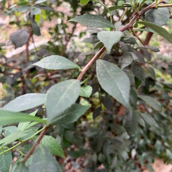 Putterlickia verrucosa Leaf