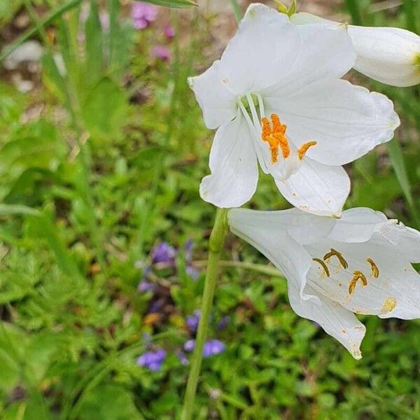 Paradisea liliastrum Çiçek