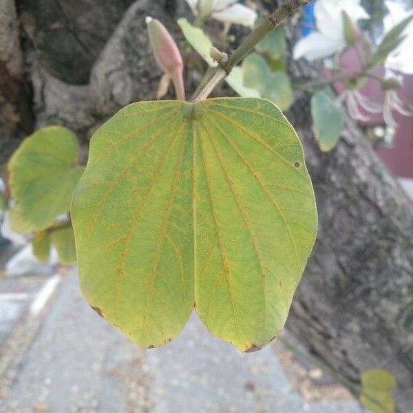 Bauhinia variegata Feuille