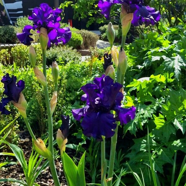 Iris × germanica Hábitos