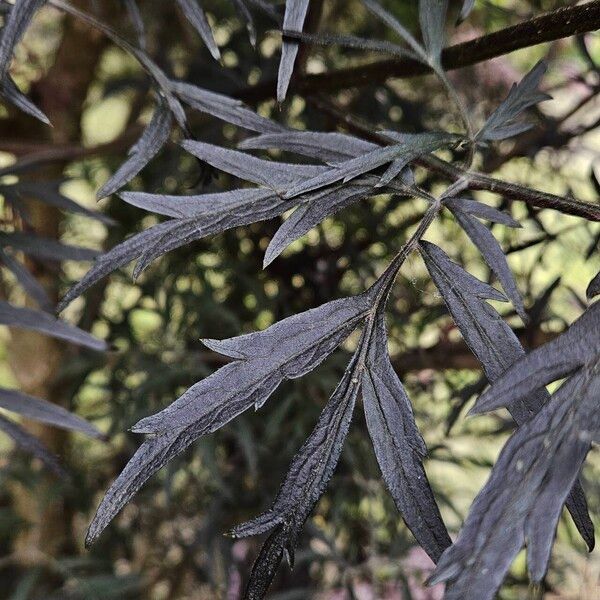 Sambucus racemosa List