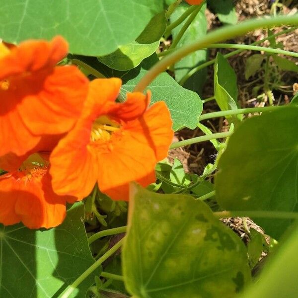 Tropaeolum minus Flor