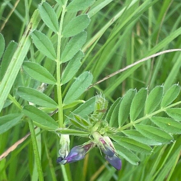 Vicia sativa পাতা