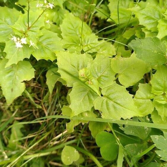 Circaea alpina Levél