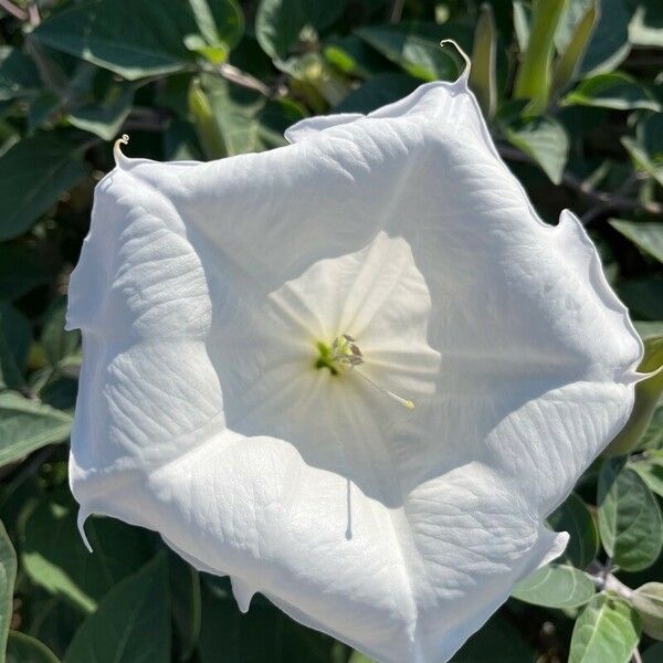 Datura wrightii Flower