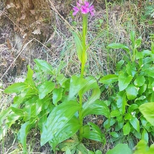 Dactylorhiza foliosa Hostoa