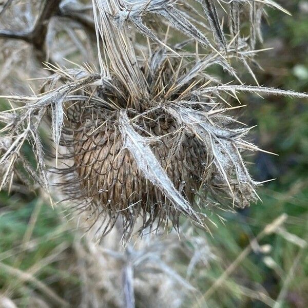 Cirsium eriophorum Vrucht