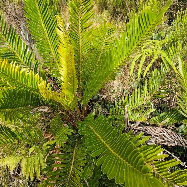 Blechnum tabulare Листок