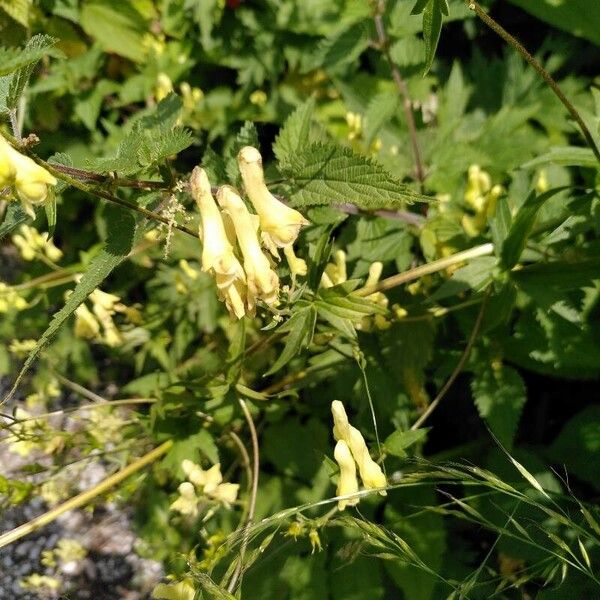 Aconitum vulparia Цветок