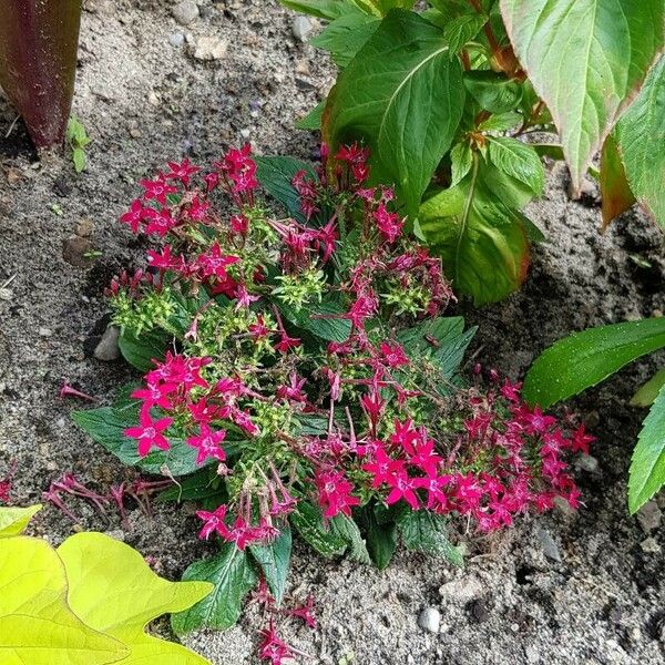 Pentas lanceolata Habitus