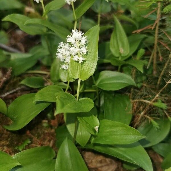 Maianthemum canadense Žiedas