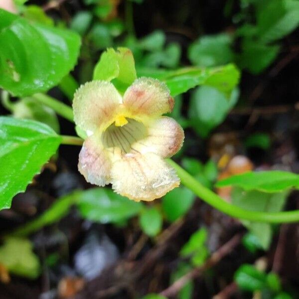 Drymonia serrulata Flower