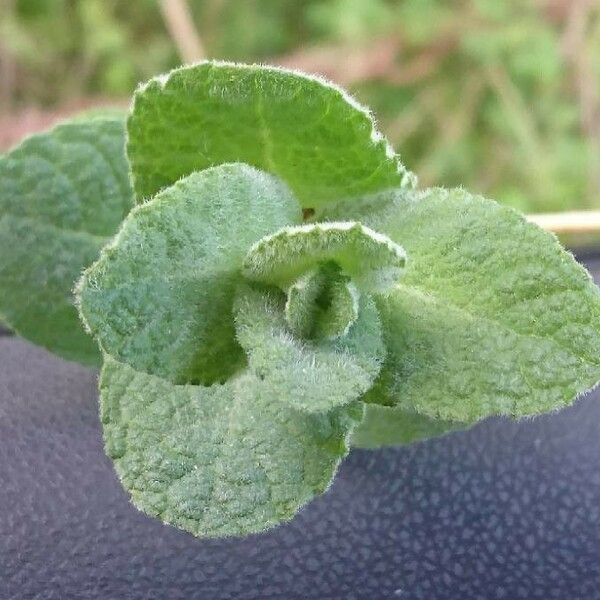 Mentha suaveolens List