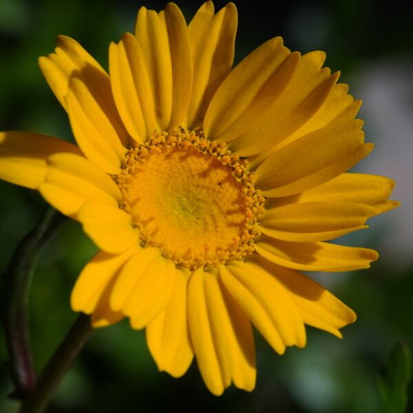 Coleostephus myconis Flower