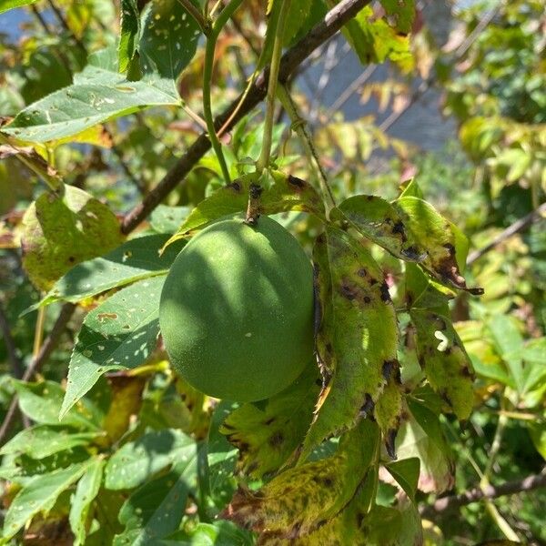 Passiflora edulis Fruit