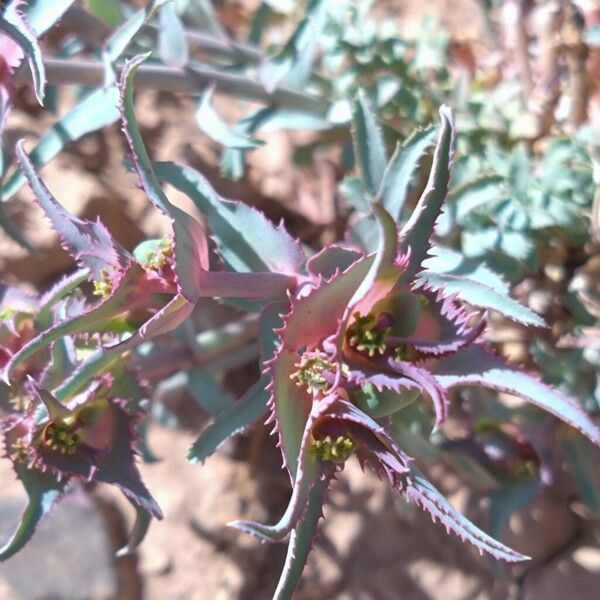 Euphorbia retusa Flower