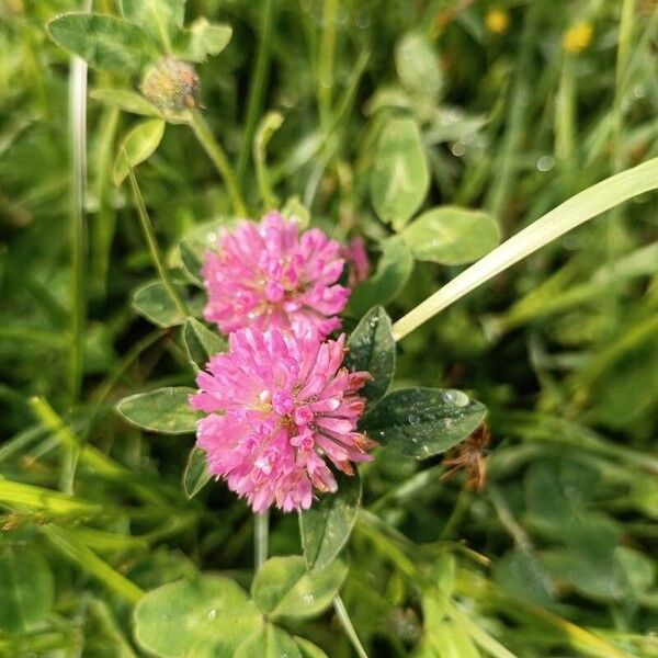 Trifolium medium 花