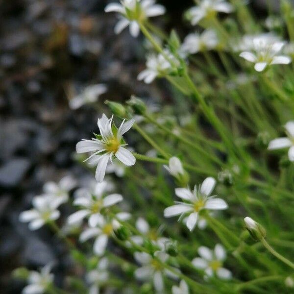 Arenaria grandiflora Λουλούδι