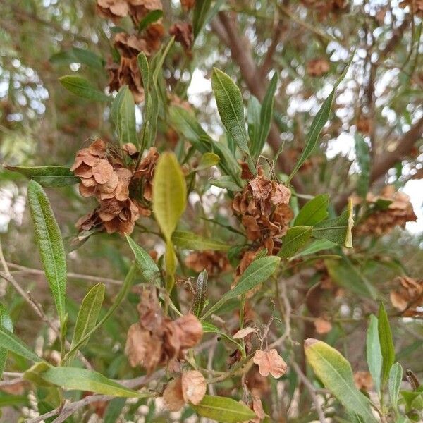 Dodonaea viscosa 葉