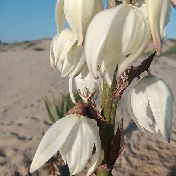 Yucca gloriosa Λουλούδι