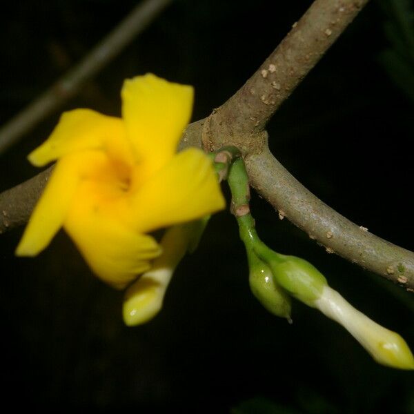 Tabernaemontana pauli फूल