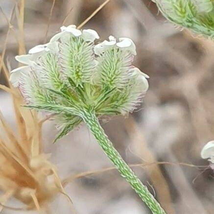 Torilis arvensis Plod