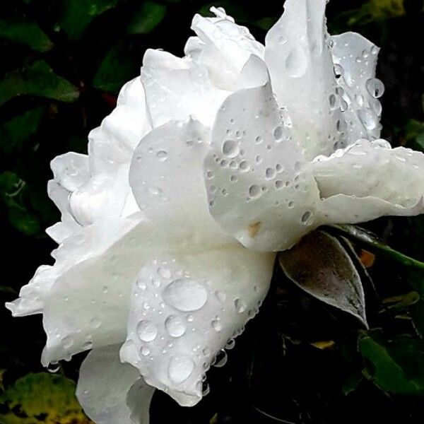 Rosa chinensis Flower